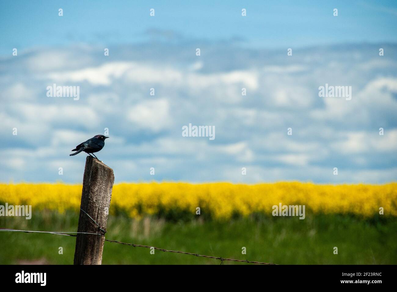 Common Blackbird (Turdus merula) on fence post bordering rapeseed field near Grangeville, Idaho. Stock Photo