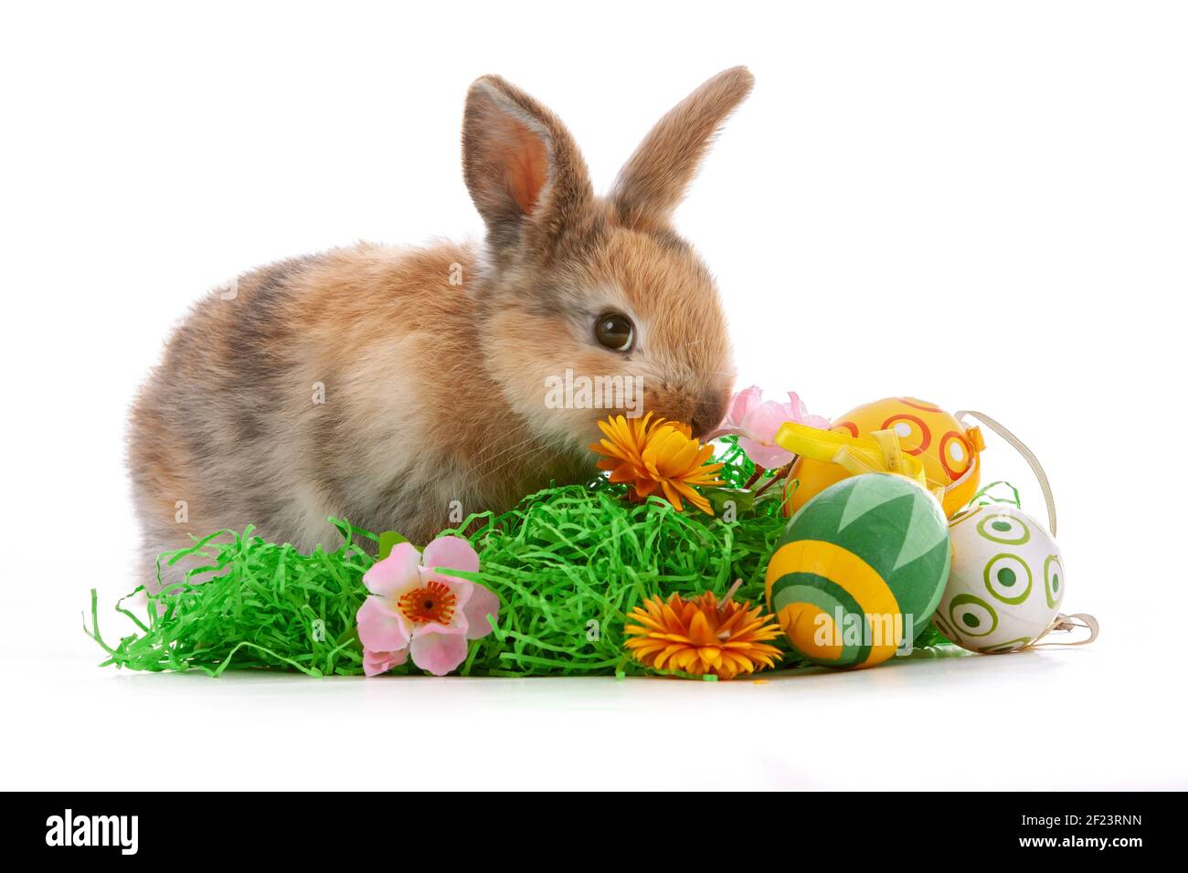 Cute dwarf rabbit with Easter motif on a white background. Stock Photo