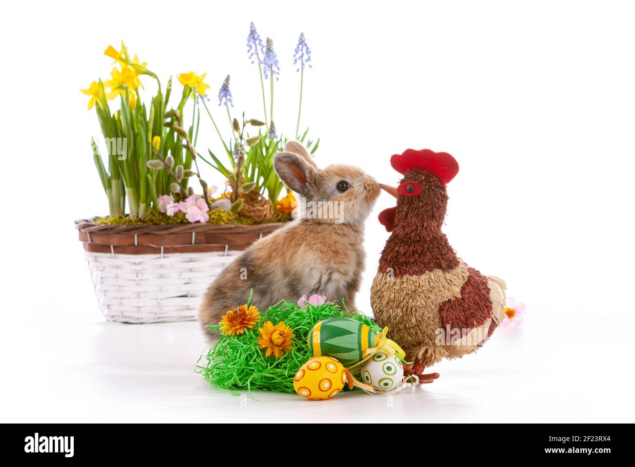 Cute dwarf rabbit with Easter motif on a white background. Stock Photo
