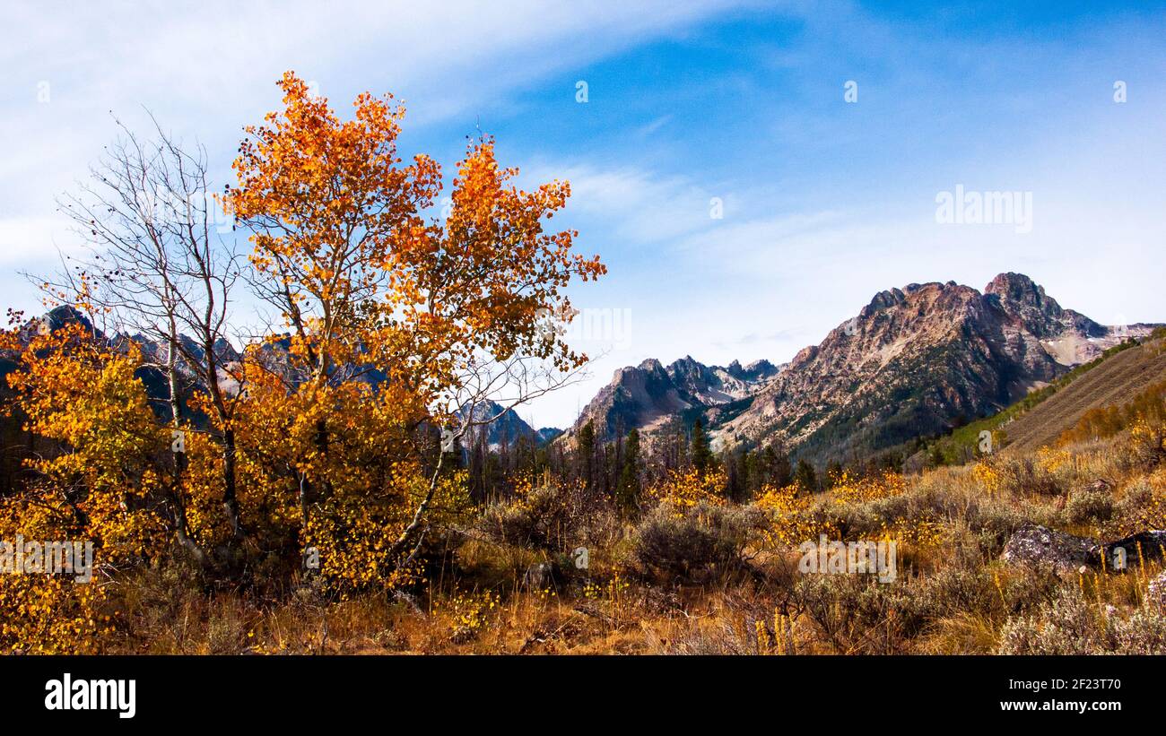 Fall aspens above Boulder Creek Canyon in Idaho's Pioneer Mountains Stock Photo