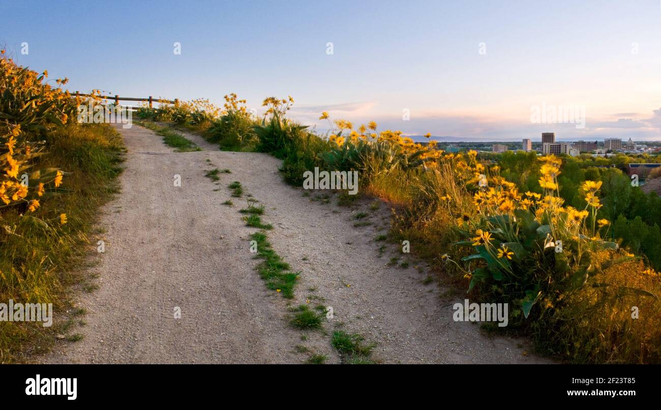 Arrowleaf Balsamroot (Balsamorhiza sagittata) line both sides of the trail to the top of Central Ridge in Boise, Idaho's foothills trail system. Stock Photo