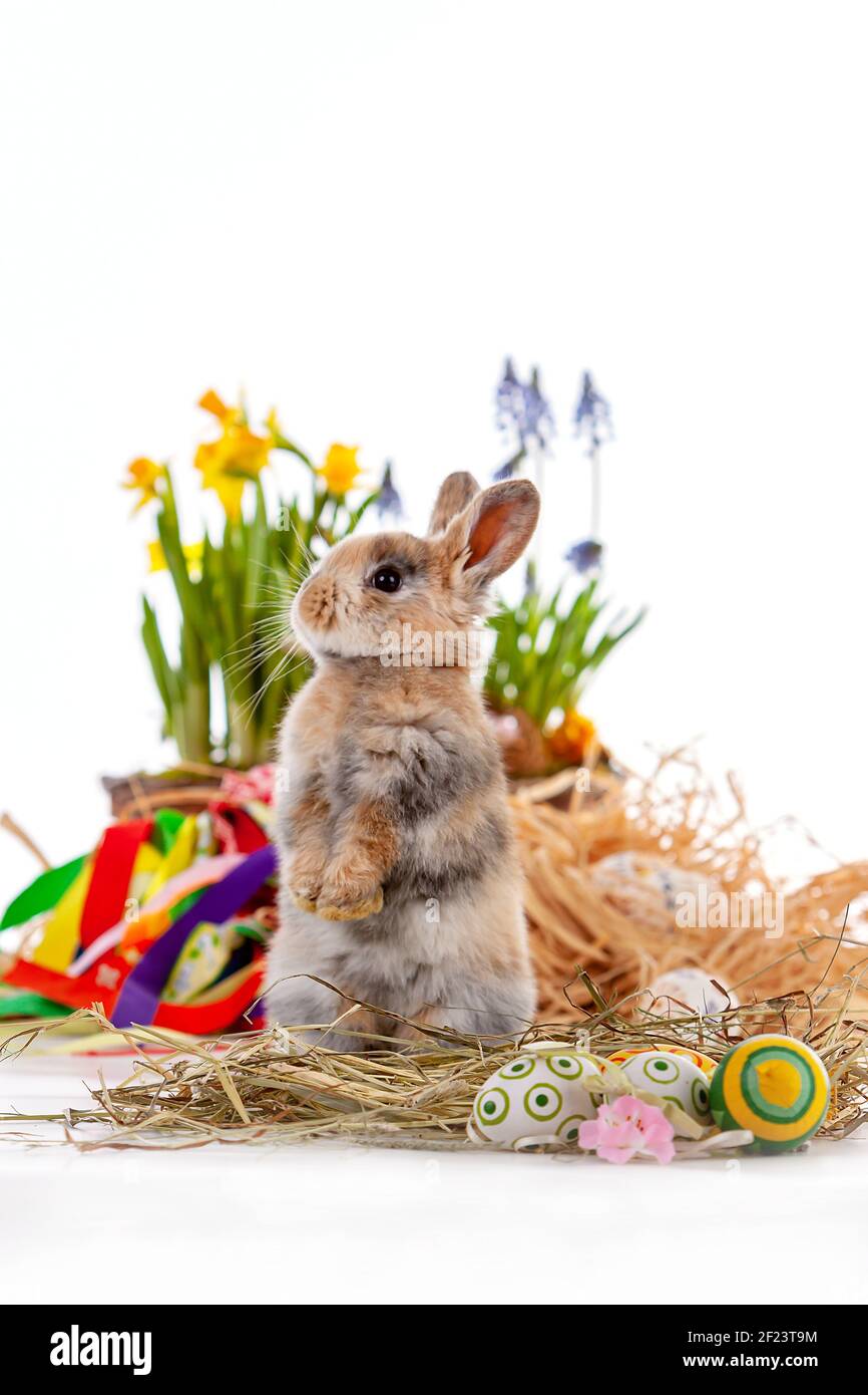 Cute dwarf rabbit with Easter motif on a white background. Stock Photo