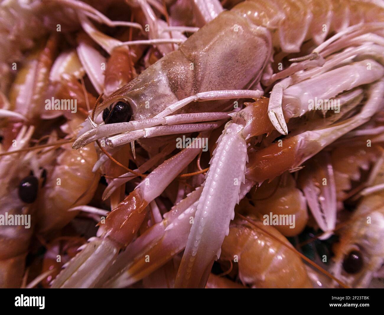 The Norway lobster is a decapod crustacean of the Nephropidae family