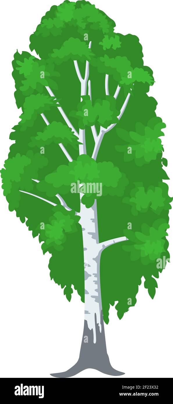 birch tree isolated on white Stock Vector Image & Art - Alamy