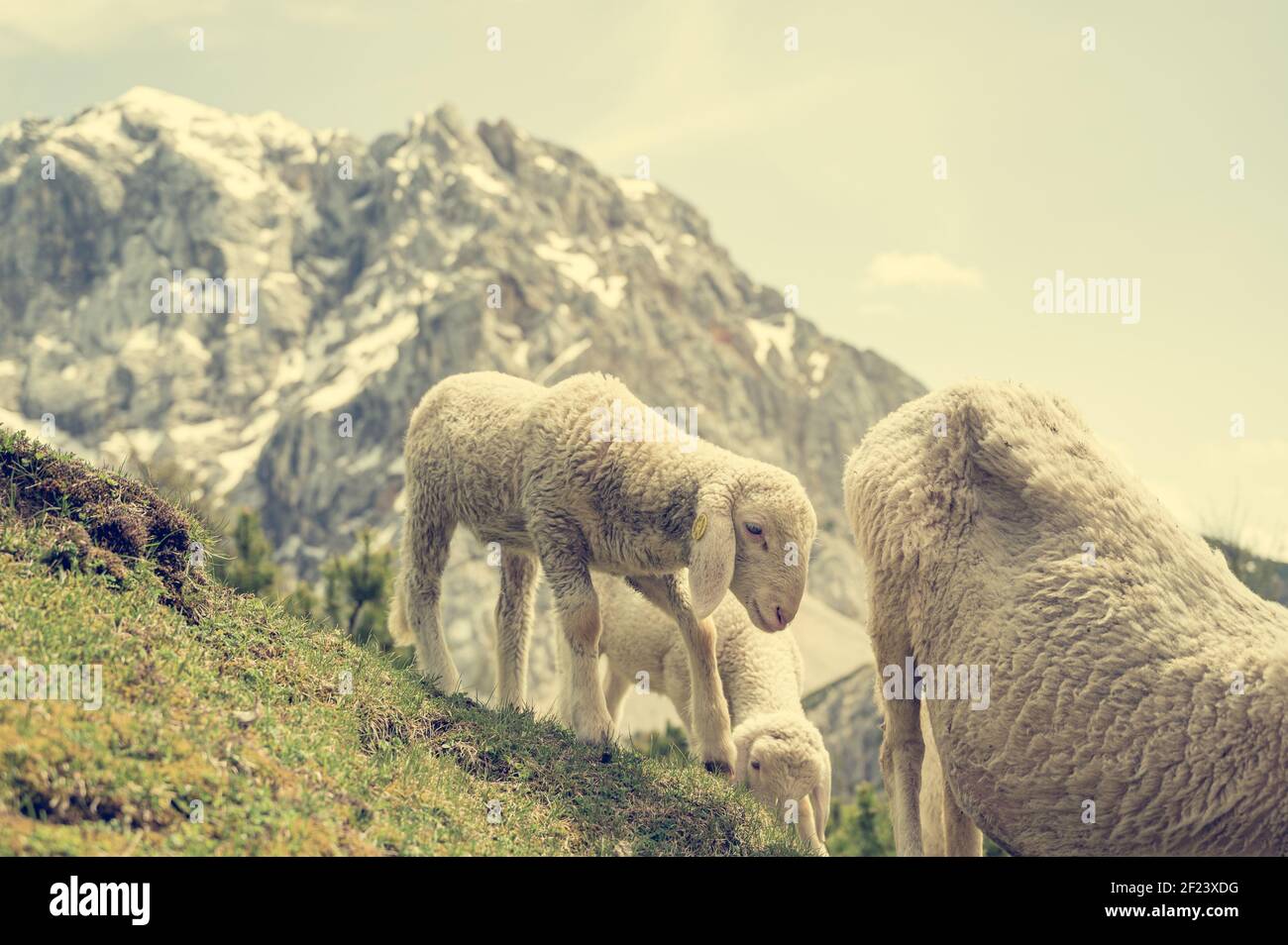 Flock of sheep grazing on alpine meadow surrounded with mountains Stock ...