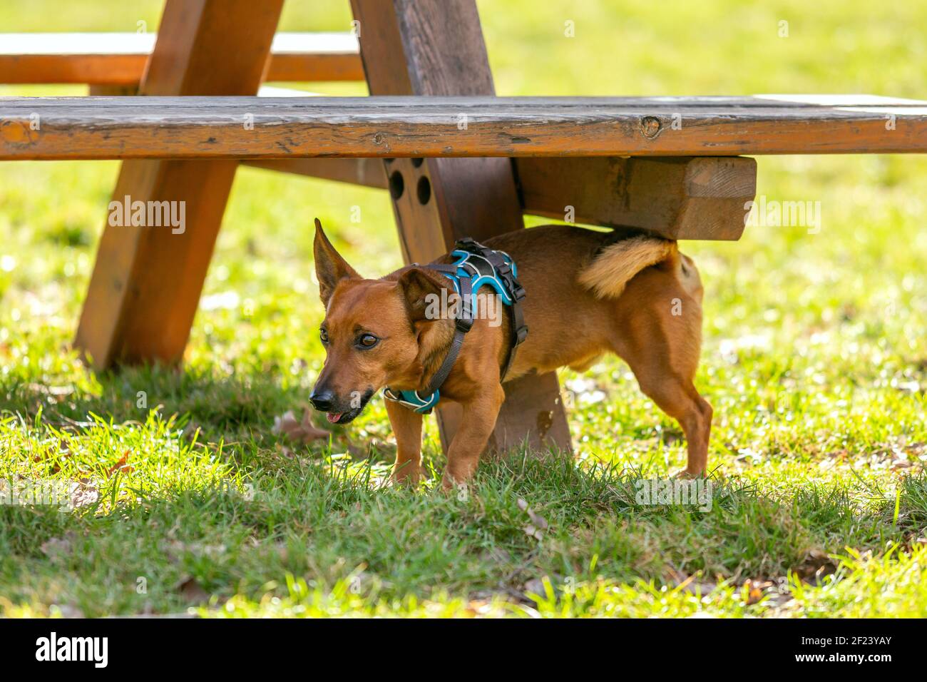 Cute small dog peeing outdoors onto a bench Stock Photo - Alamy