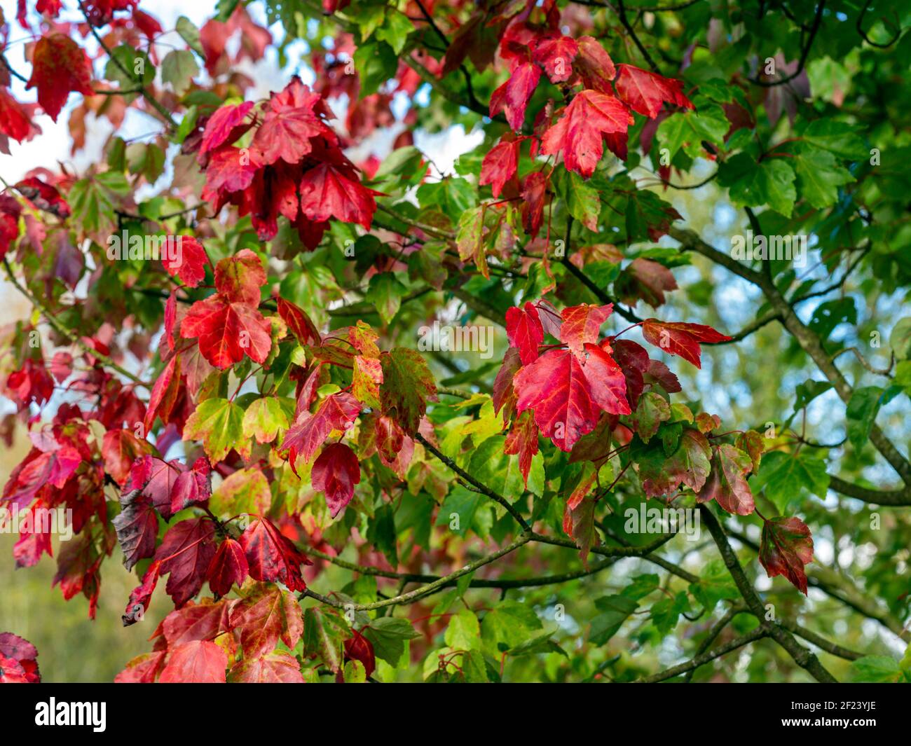 Colourful red and green Acer maple leaves on a tree in autumn Stock Photo