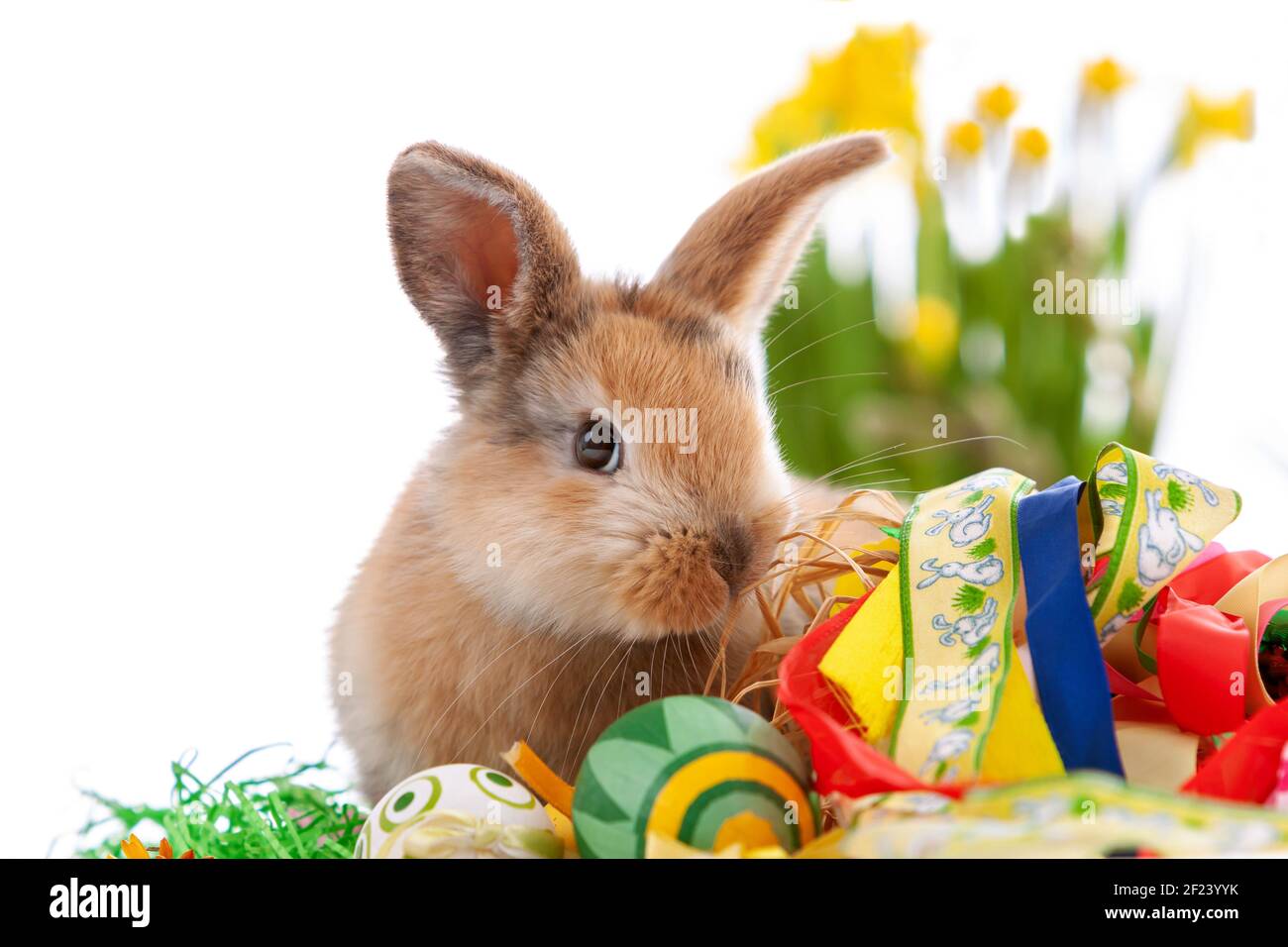 Cute dwarf rabbit with Easter motif on a white background. Stock Photo