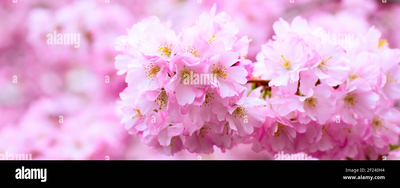 Beautiful pink cherry blossom branch, sakura flowers Stock Photo - Alamy