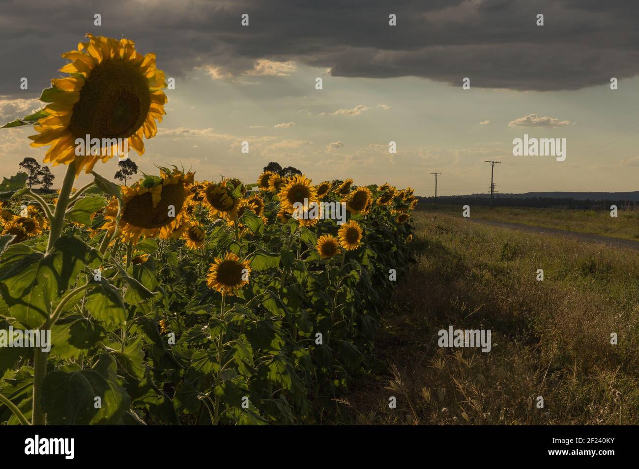 A field of sunflowers under the cloudy sky Stock Photo - Alamy