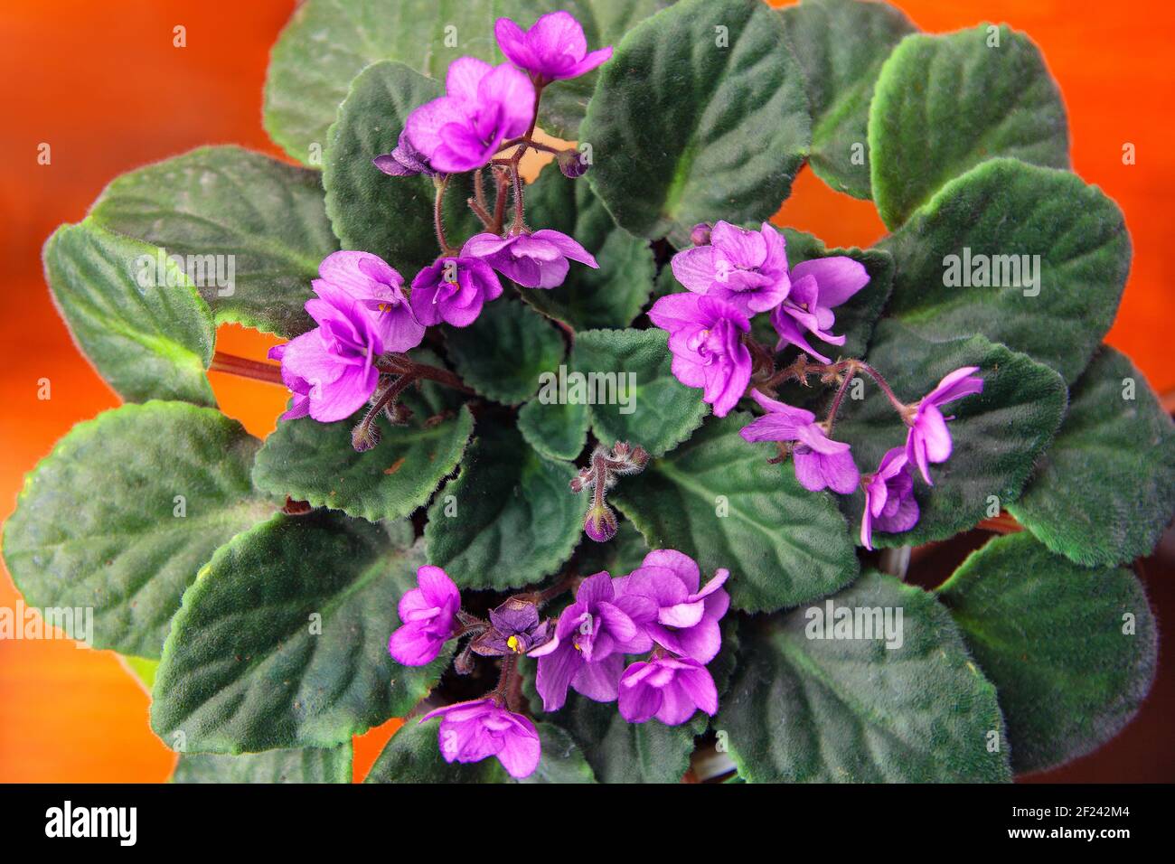 Flowers of African Violet in bloom Stock Photo