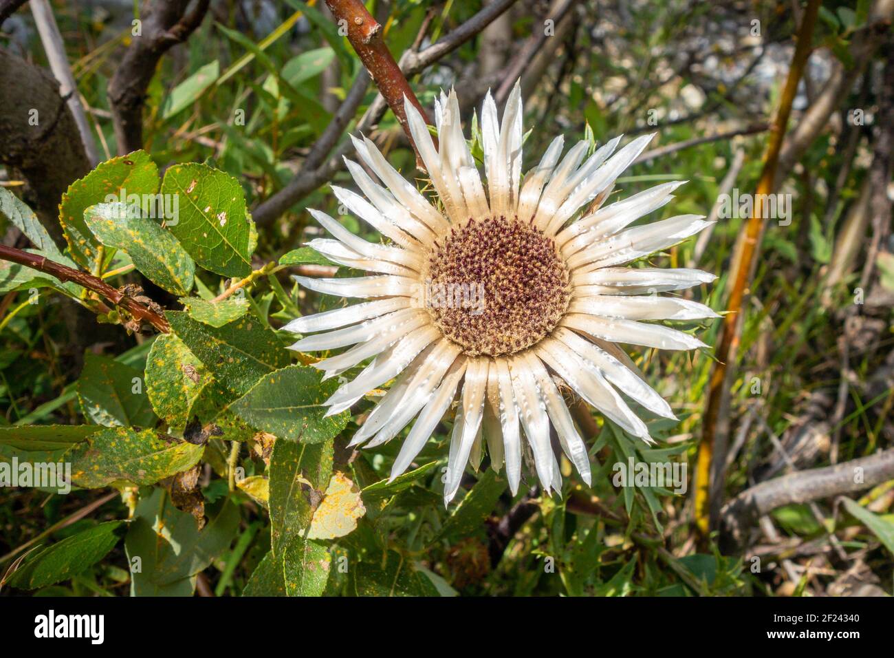 Stemless carline thistle in Vanoise national Park valley, French alps Stock Photo