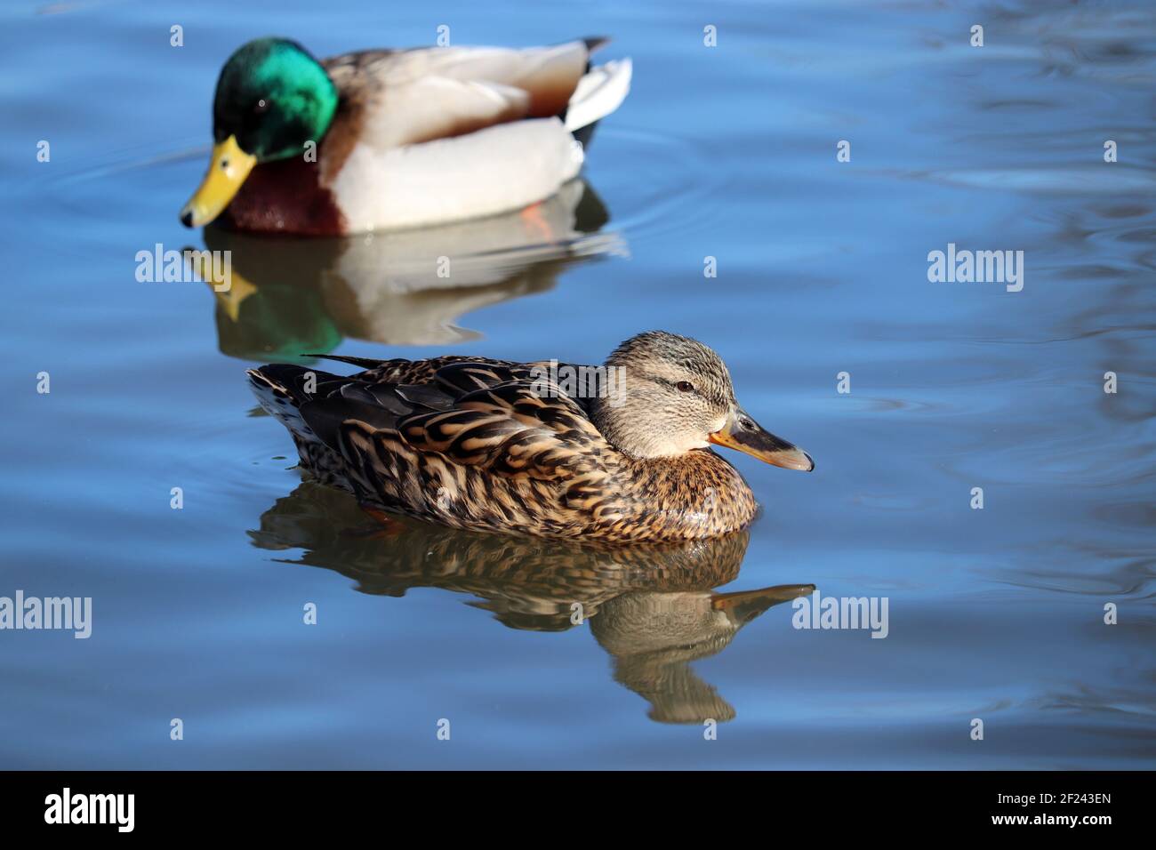 Couple of mallard swimming in blue water. Male and female wild ducks on a river Stock Photo