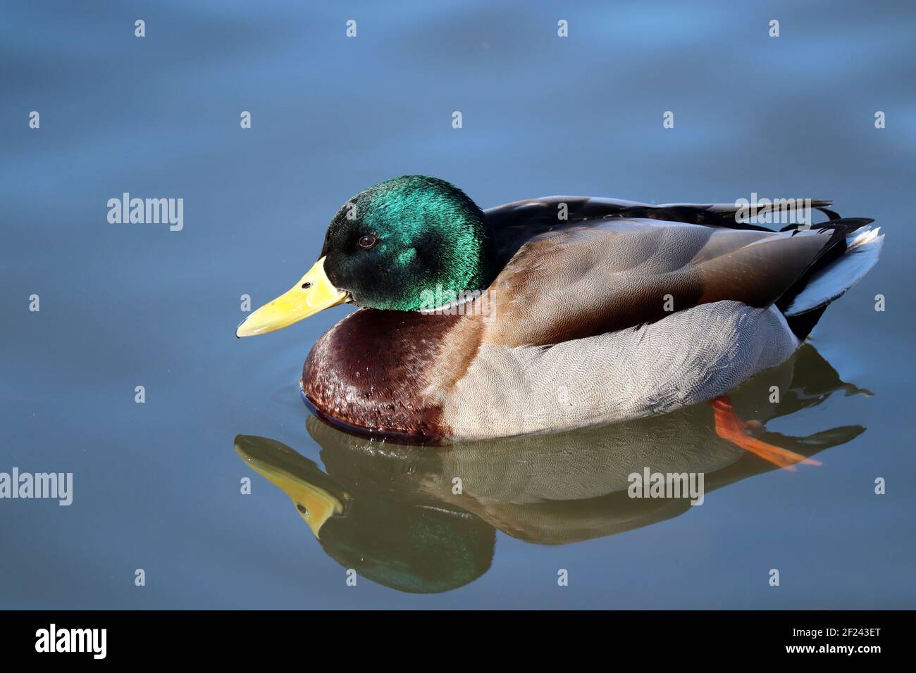 Mallard duck swimming in blue water. Portrait of male wild duck with reflection in the lake Stock Photo