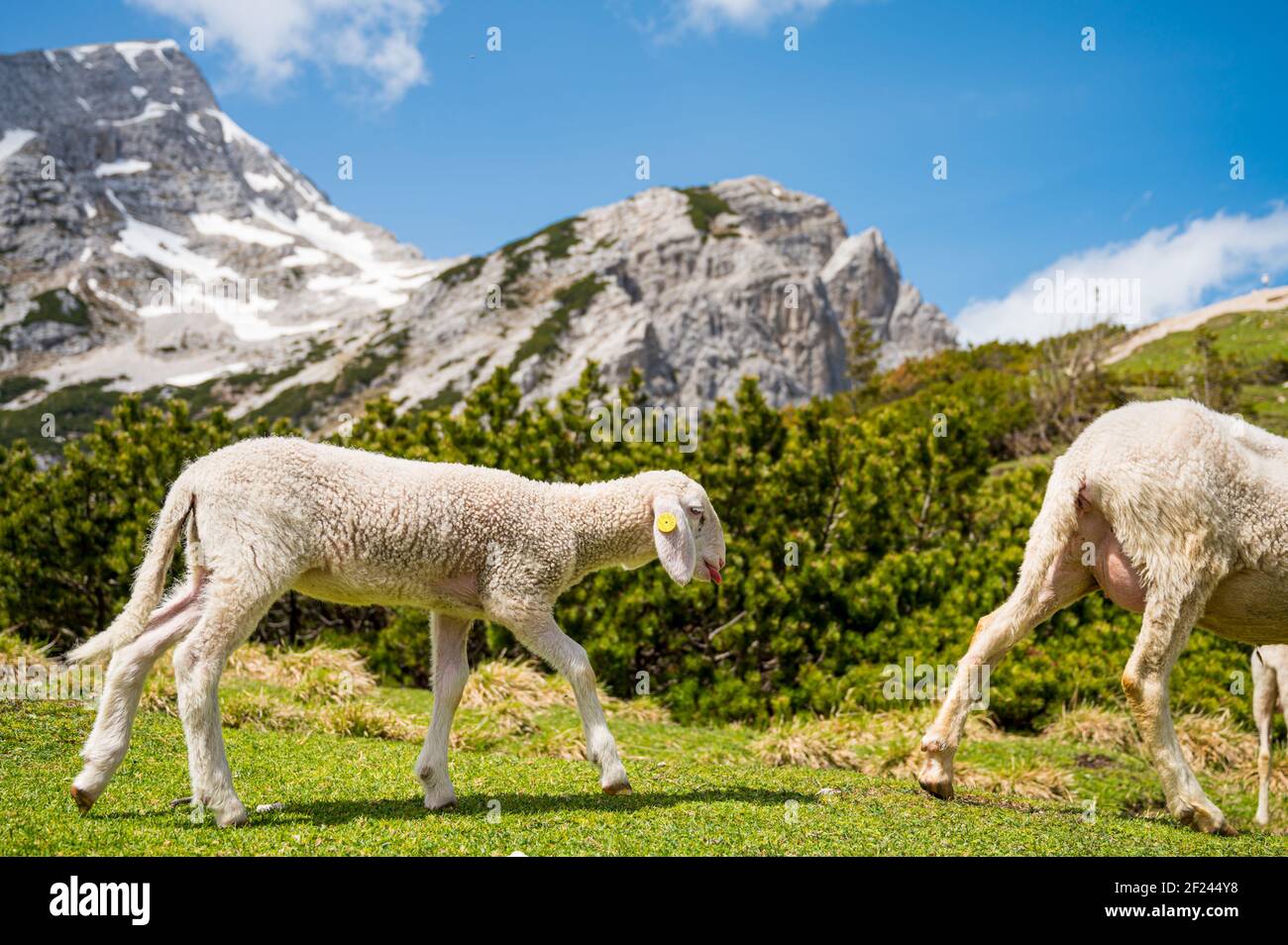 Cute lamb following her mother on mountain meadow Stock Photo - Alamy