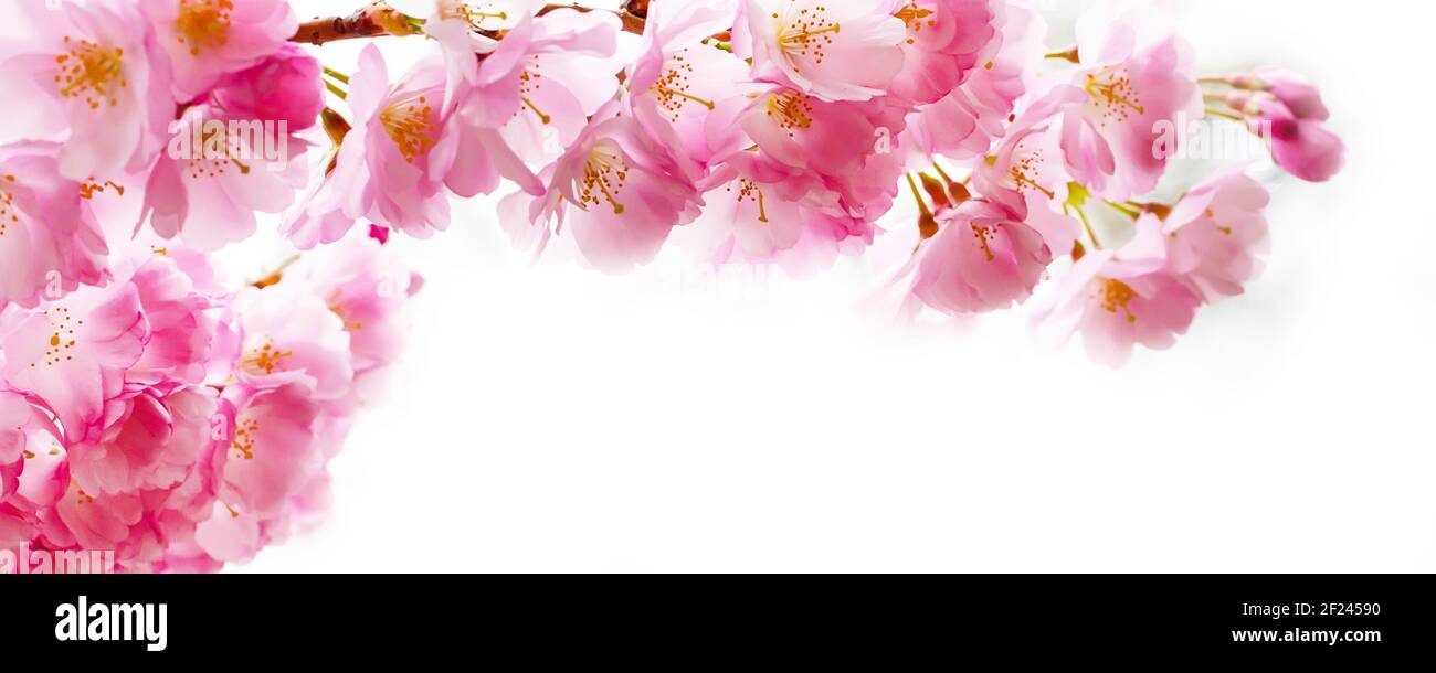 Beautiful pink cherry blossom branch, sakura flowers Stock Photo - Alamy