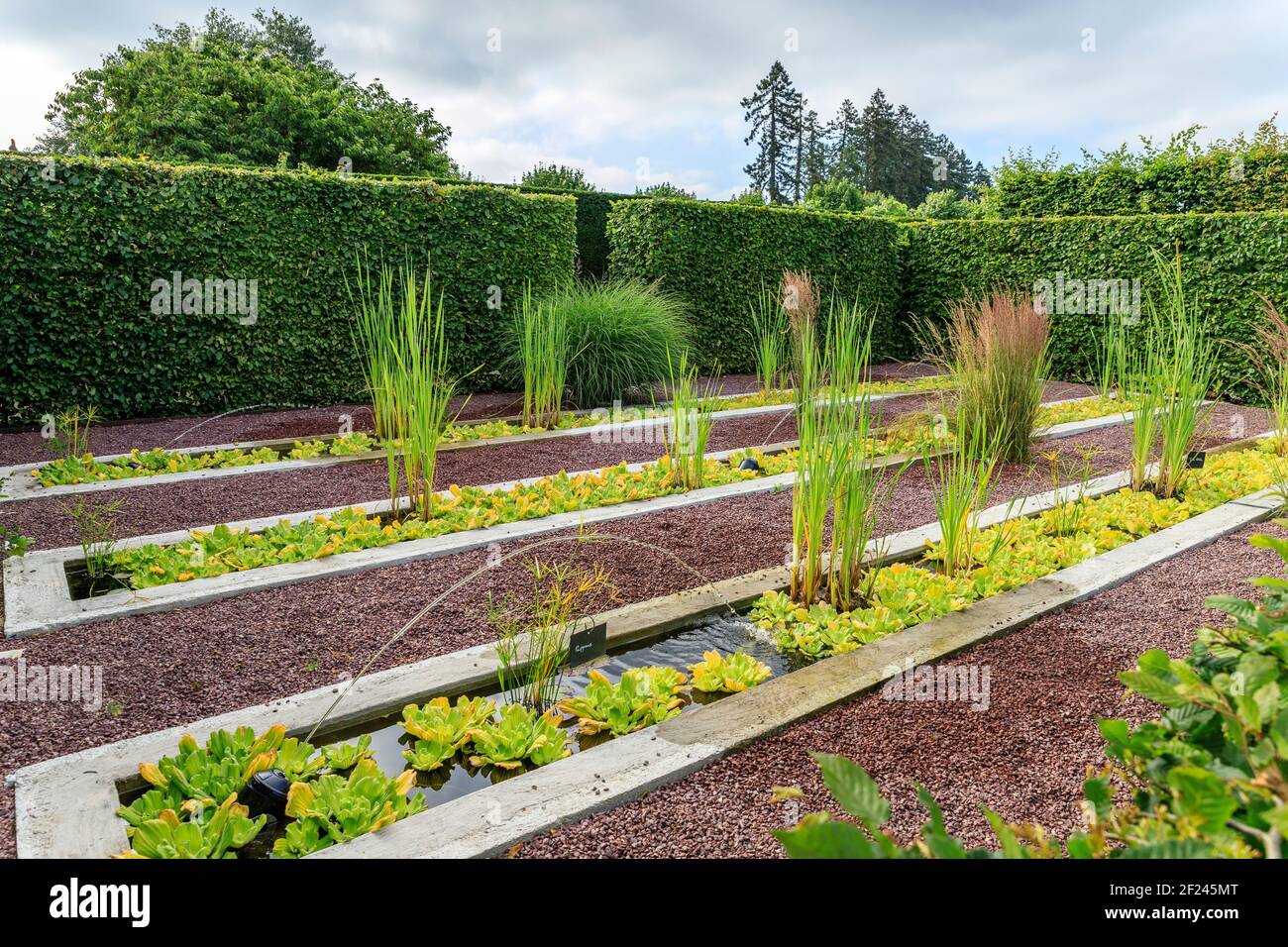 France, Loir et Cher, Cheverny, Chateau de Cheverny, the vegetable garden, basins with water lettuce (Pistia stratiotes), Typha latifolia ...  // Fran Stock Photo