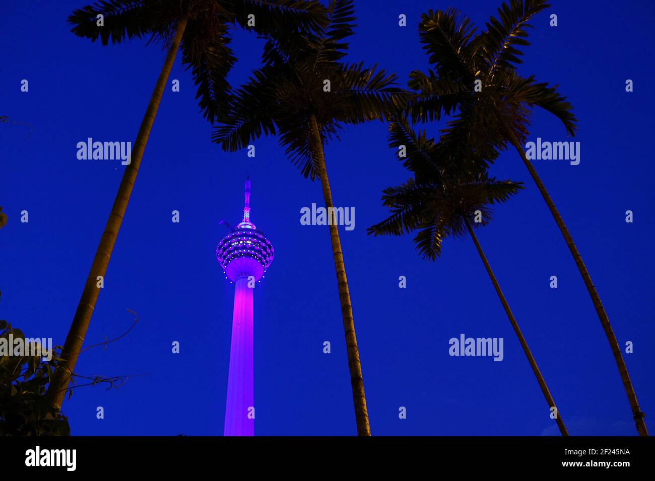 KL Tower At Night: The Kuala Lumpur Tower illuminated in purple light with palm trees Stock Photo