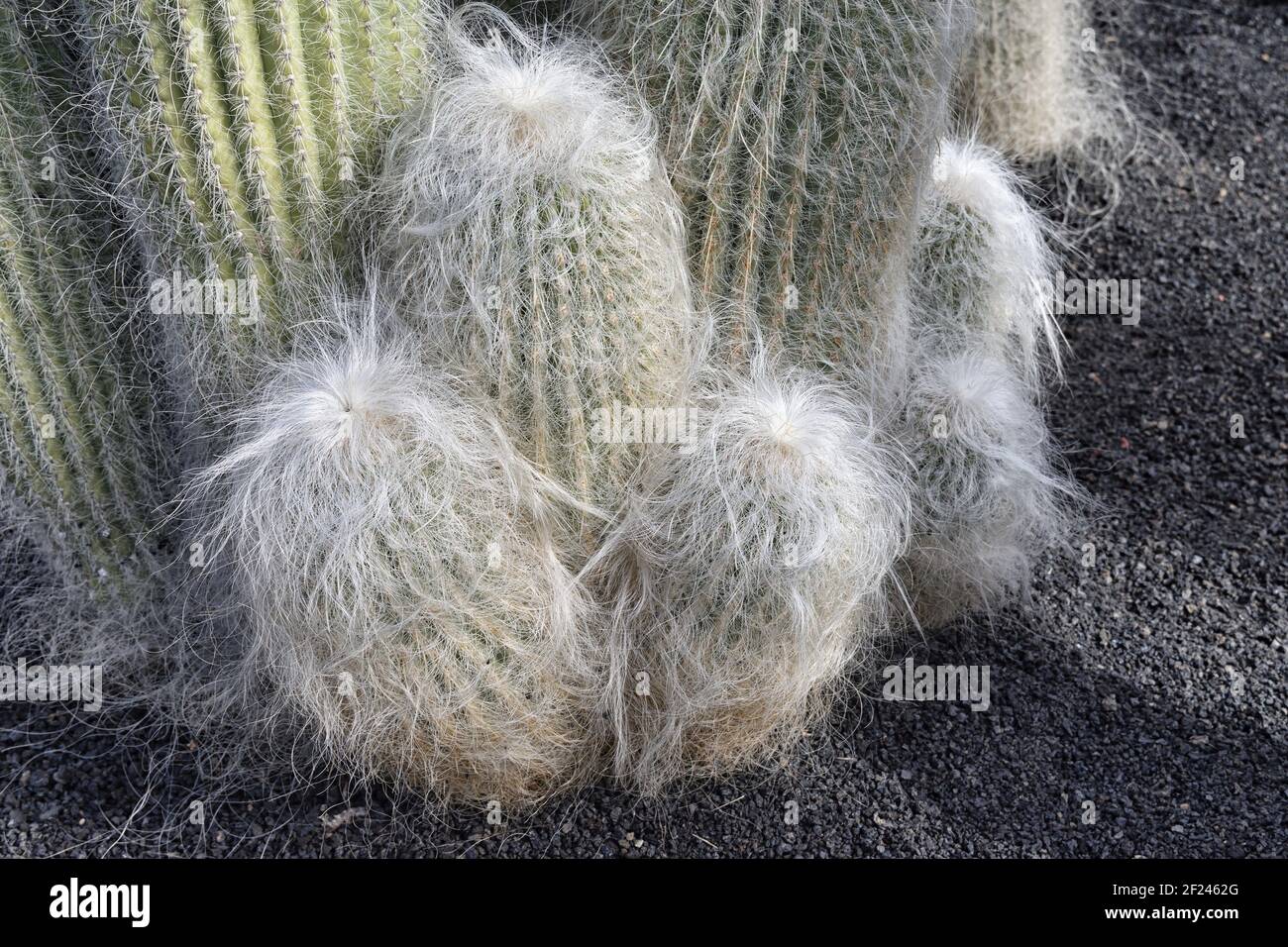 Cephalocereus senelis Bunny Cactus, also called Old Man Cactus, Old Man of Mexico. This species is native to Mexico Stock Photo