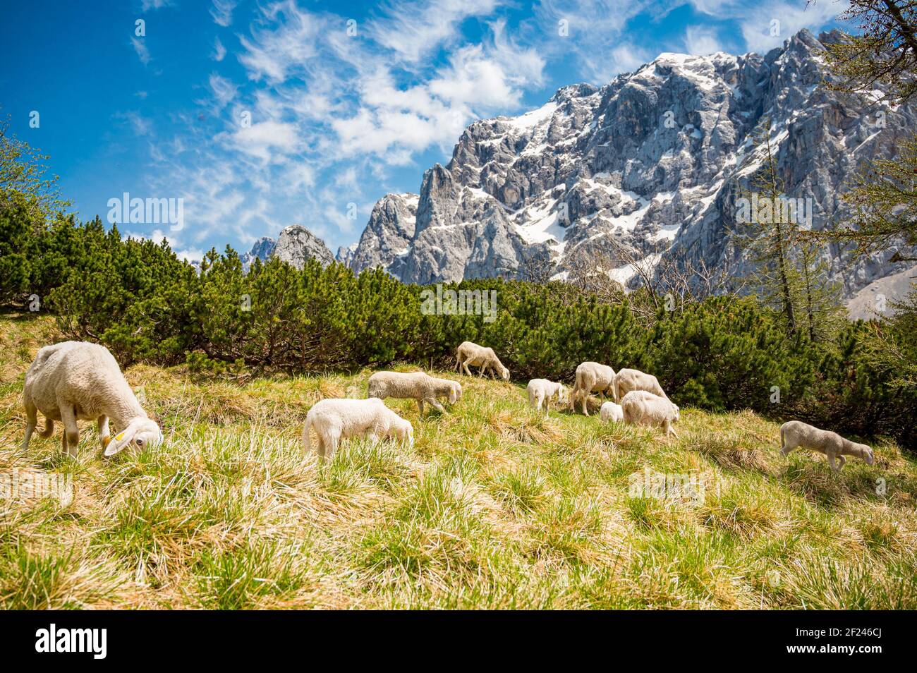 Flock of sheep grazing on alpine meadow surrounded with mountains Stock ...