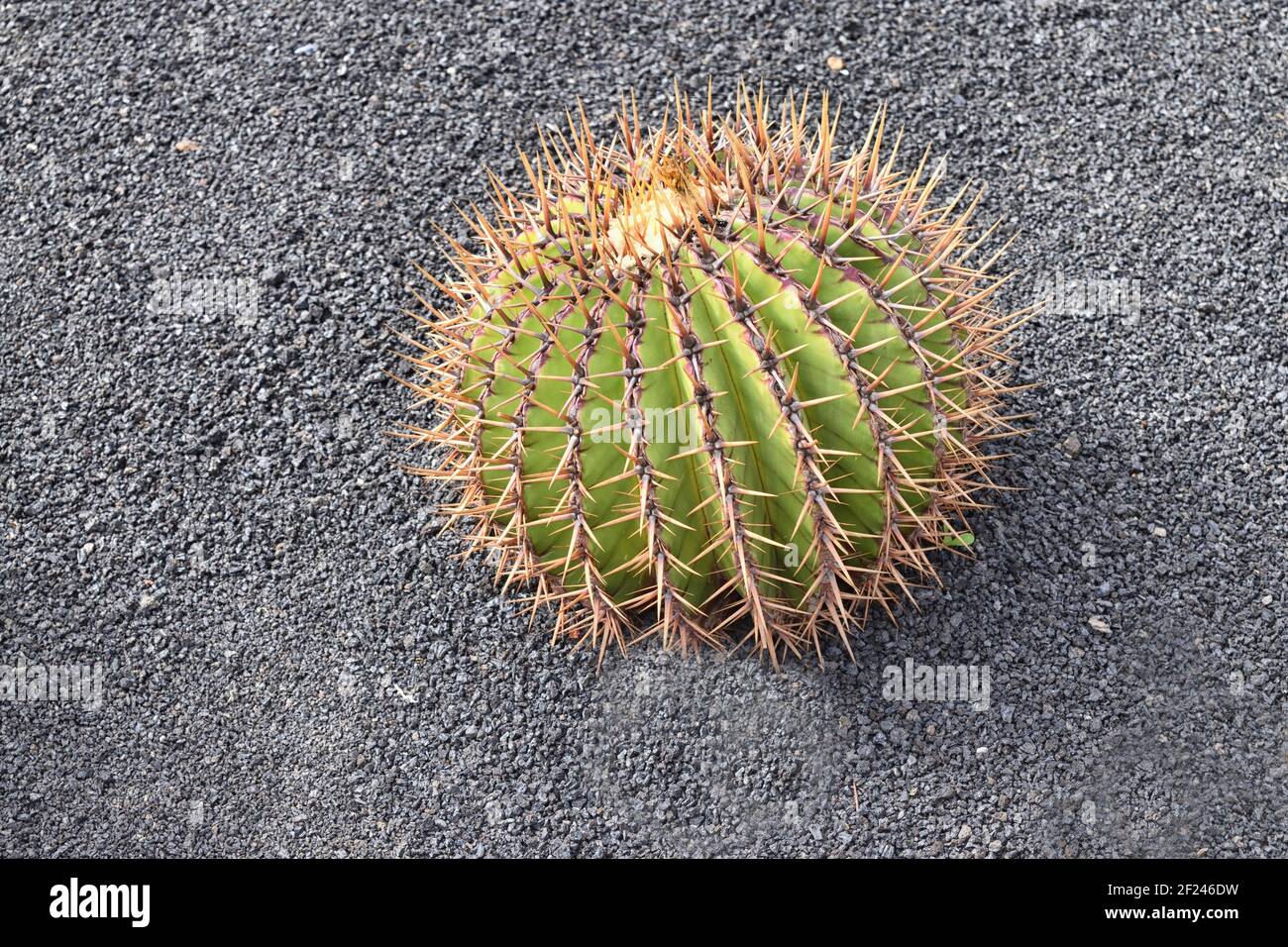 Also called golden barrel cactus, giant viznaga, or biznaga de dulce, The  plant originates from Mexico and is the largest of the barrel cacti species  Stock Photo - Alamy