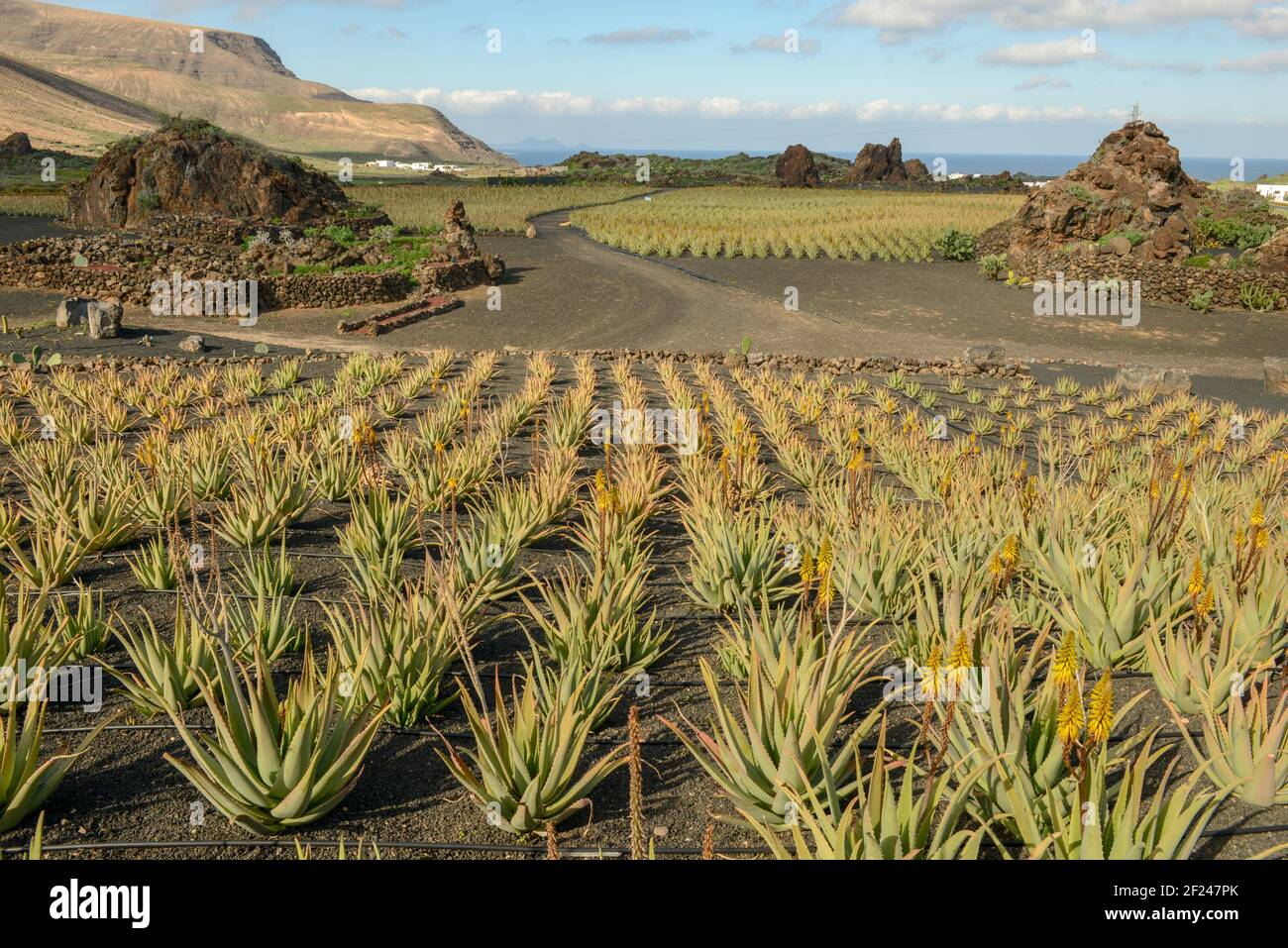 Aloe Vera farm at Orzola on Lanzarote in Canary islands, Spain Stock Photo  - Alamy
