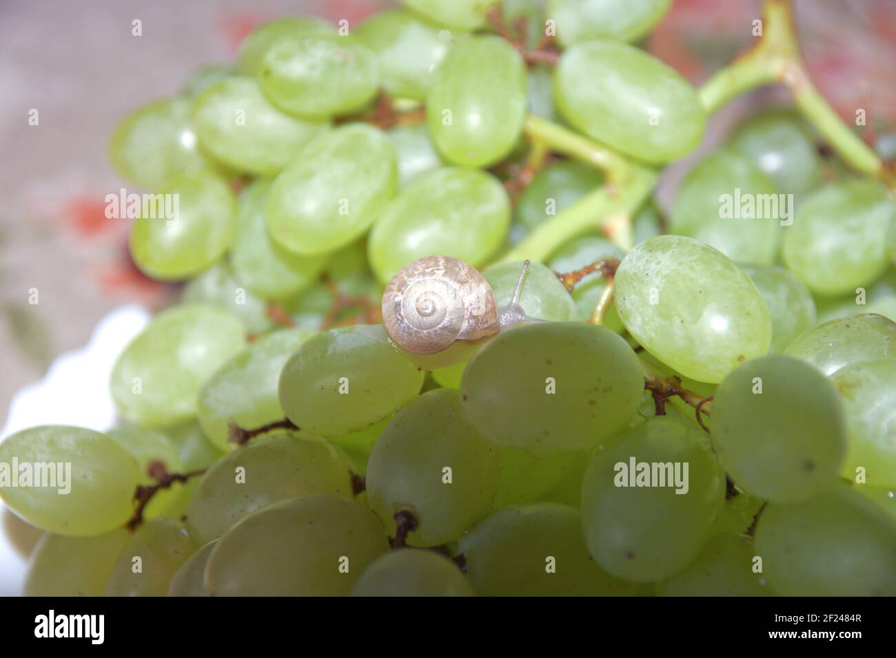 small snail crawls on the berry of large grape bunch, in shade Stock Photo