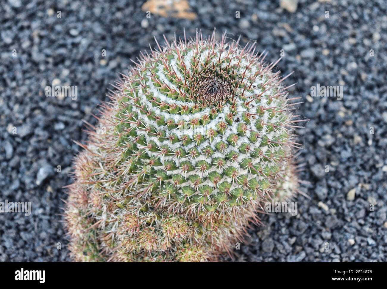 The rainbow pincushion is a small cactus usually ranging from 6 to 12 in (15–30 cm) in height. The cactus usually grows in small clumps Stock Photo