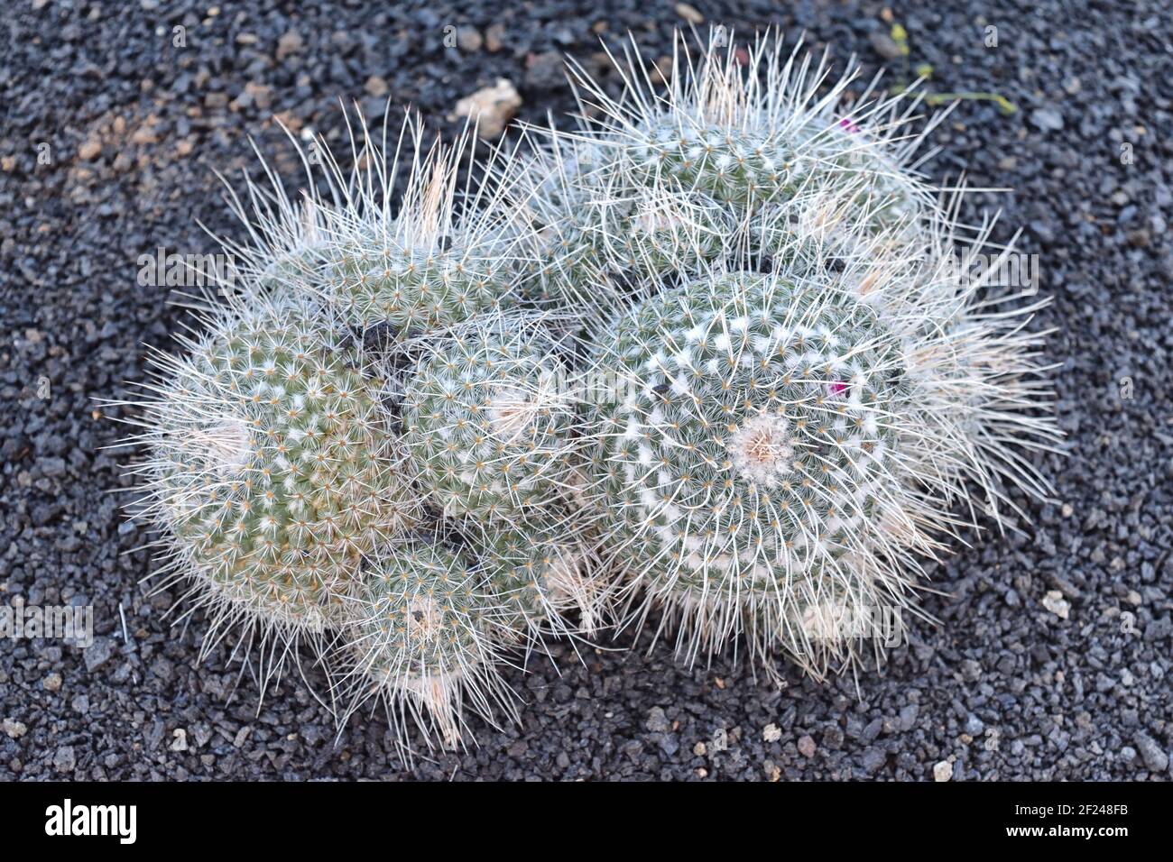 Native to central Mexico.The cristata form is a result of damage to the plant when it is young. Stock Photo
