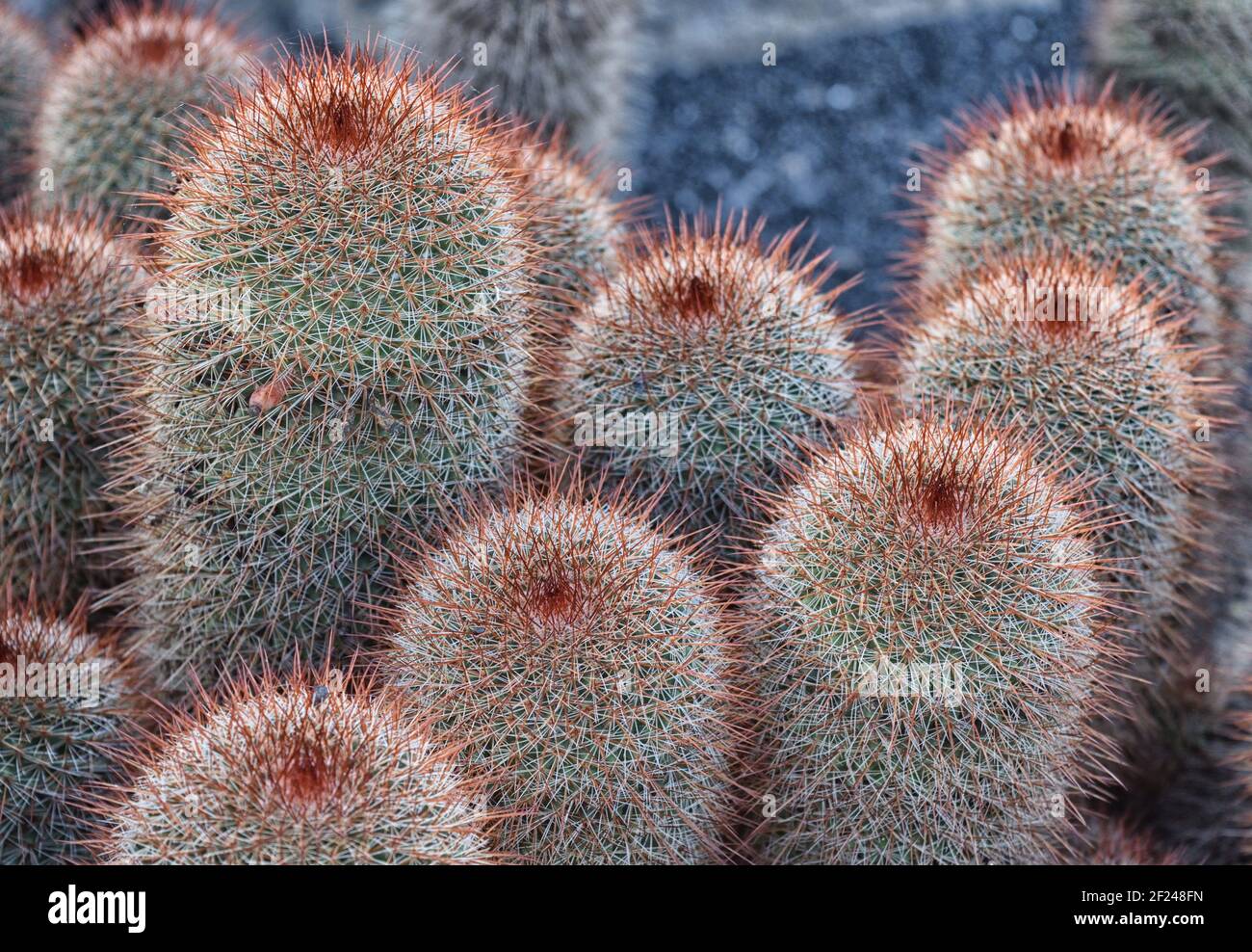 Mammillaria spinosissima also known as the spiny pincushion cactus is native to Mexico, Guerrero and Morelos. Stock Photo