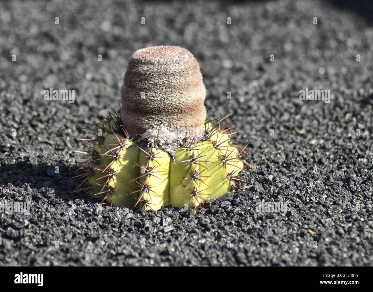 Native to central and northern Bahia in eastern Brazil. Stock Photo