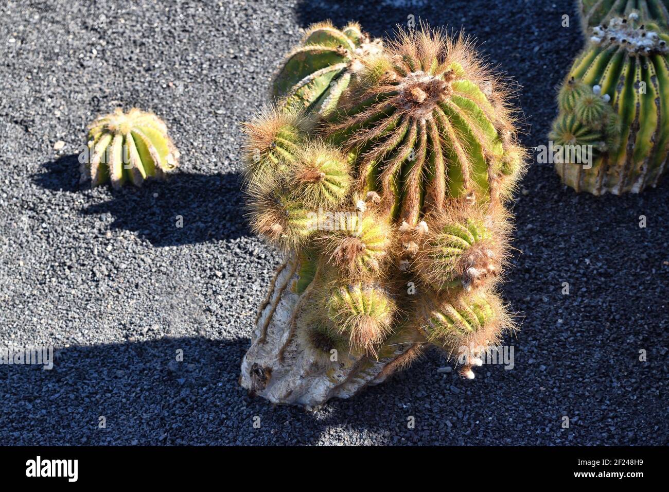 Native to Brazil (Rio Grande do Sul) and nearby Paraguay, Uruguay, Argentina.Also called Notocactus Magnificus, Green Ball Cactus, Blue Ball Cactus. Stock Photo