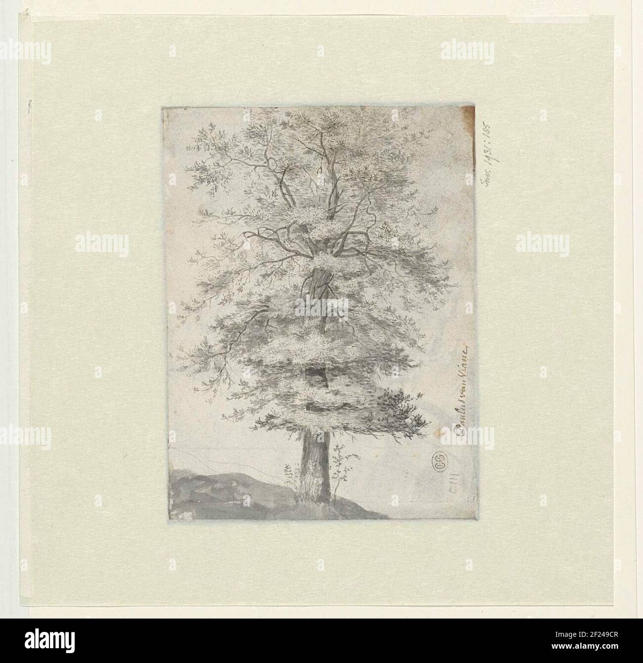 Study of a tree Stock Photo - Alamy