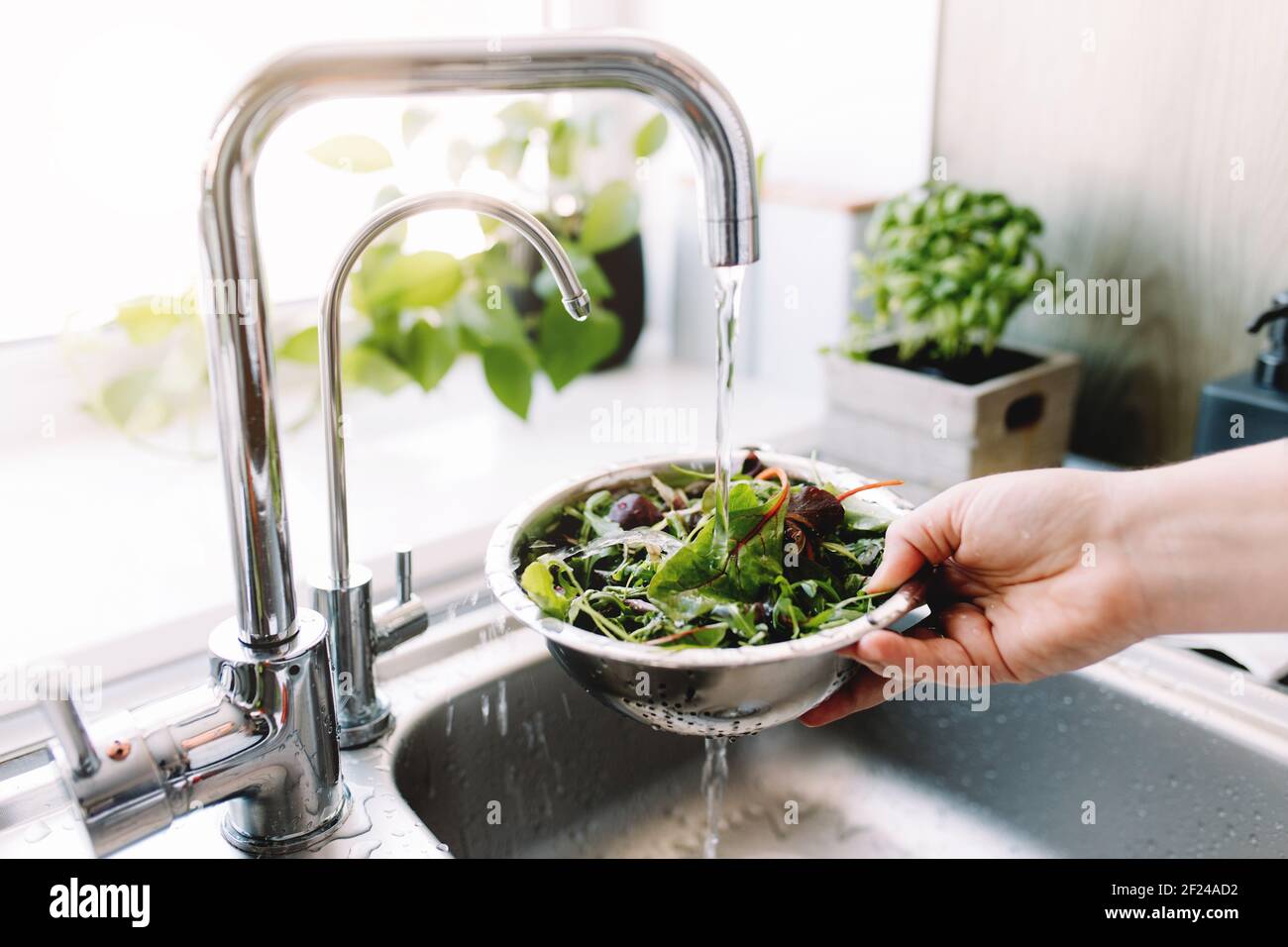 Woman washing green salad leaves for salad in kitchen in sink under running water. High quality photo Stock Photo