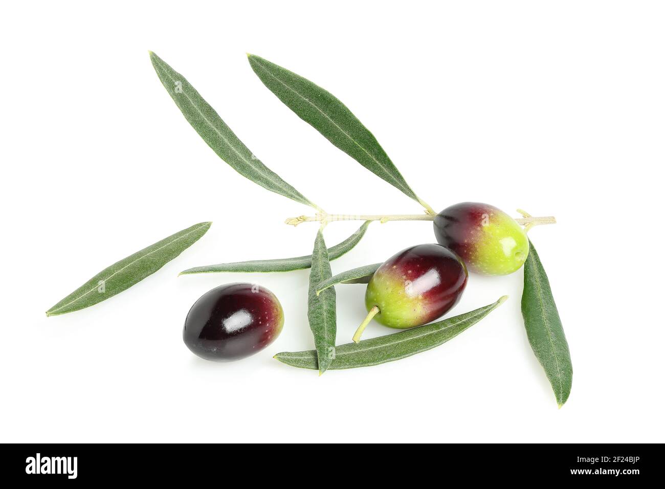 Olives olive tree Cut Out Stock Images & Pictures - Alamy