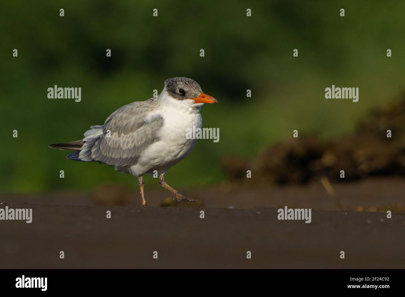 Juvenile Caspian Tern on the beach Stock Photo