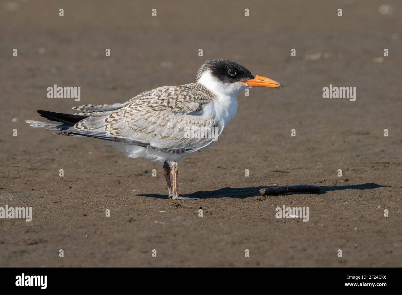 Juvenile Caspian Tern on the beach Stock Photo