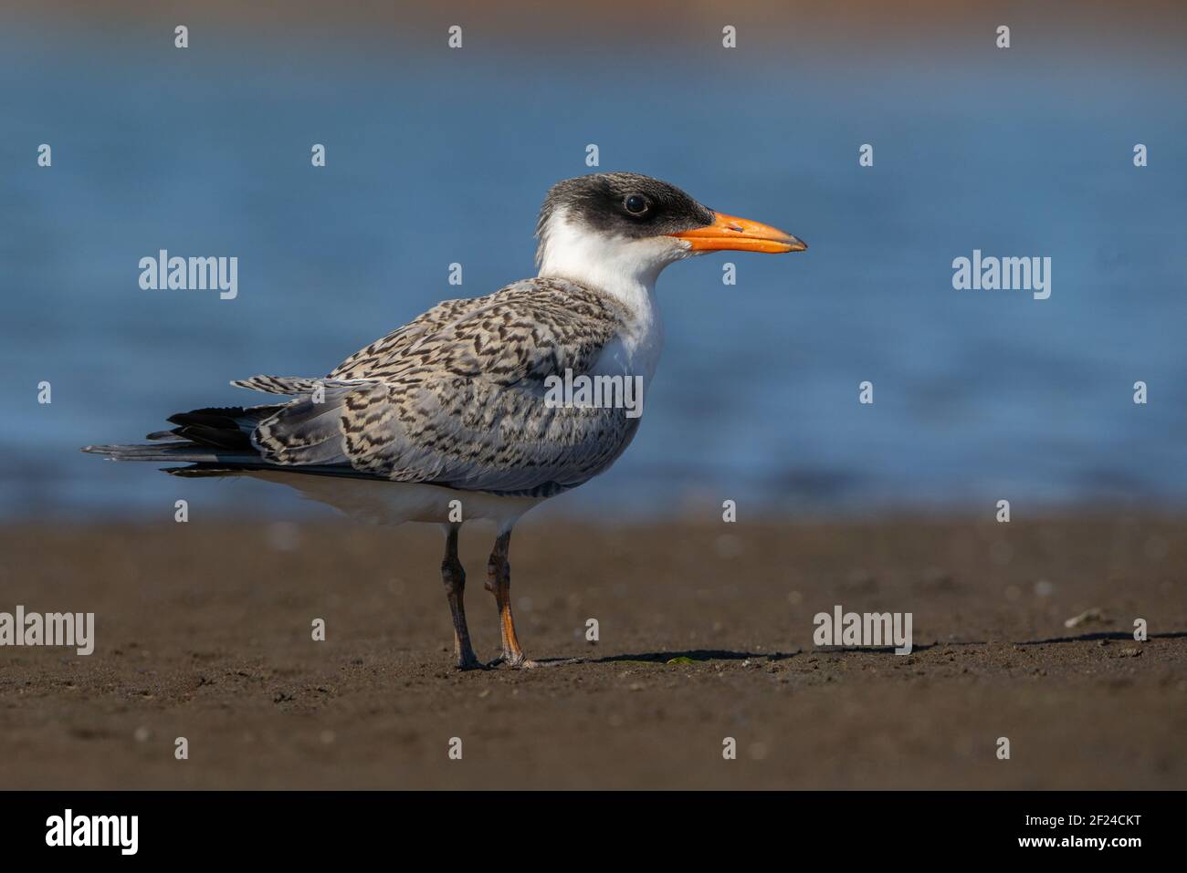 Juvenile Caspian Tern on the beach Stock Photo