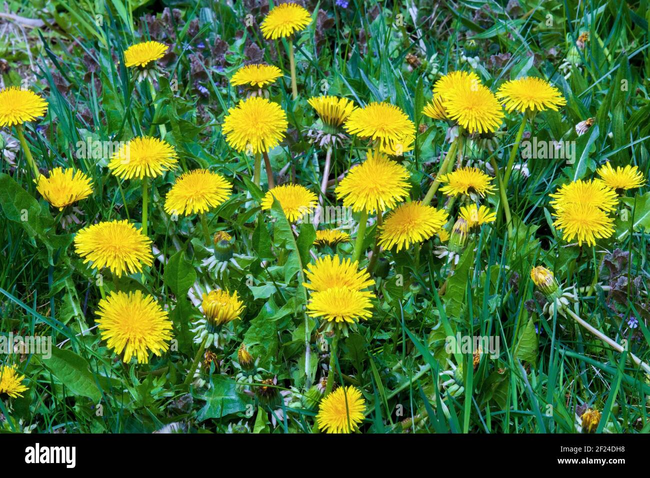 Common Dandelion blooming on in early spring on a lawn.  All parts of the plant are edible. Stock Photo
