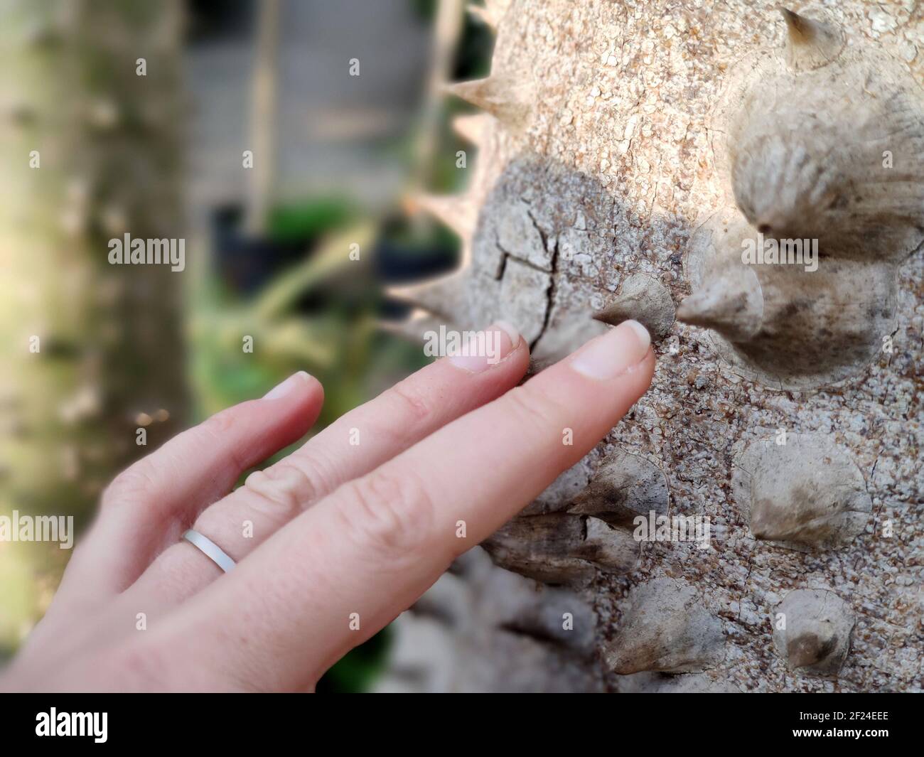 palm thorn spike close up detail with human hand Stock Photo Alamy