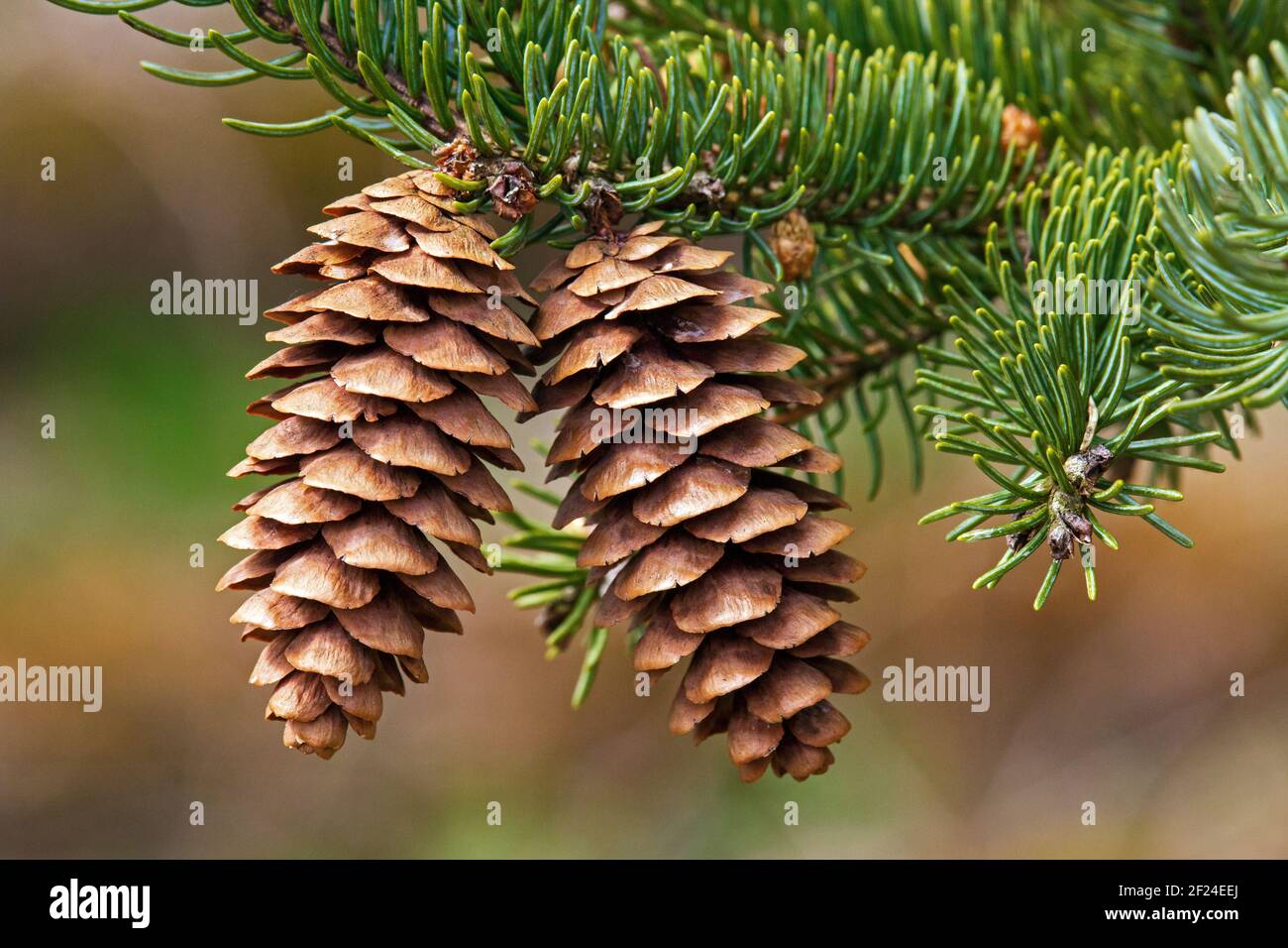 The open cones of white spruce after releasing its seeds. Stock Photo