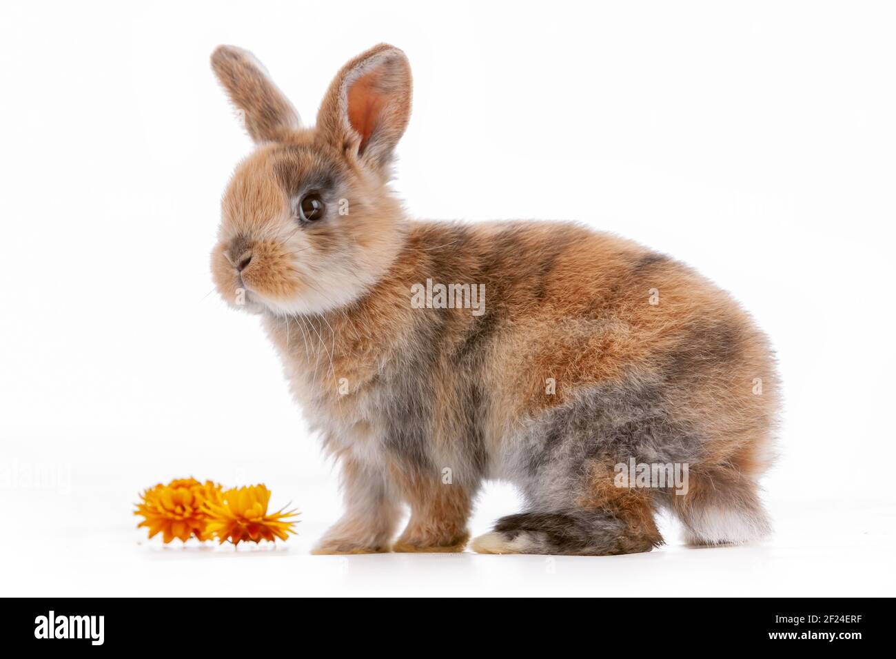 Cute dwarf rabbit with Easter motif on a white background. Stock Photo