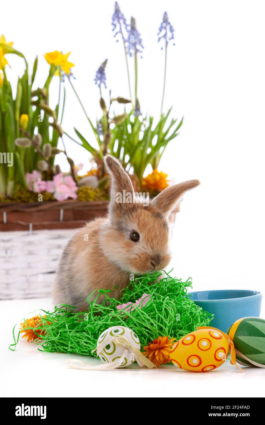 Cute dwarf rabbit with Easter motif on a white background. Stock Photo