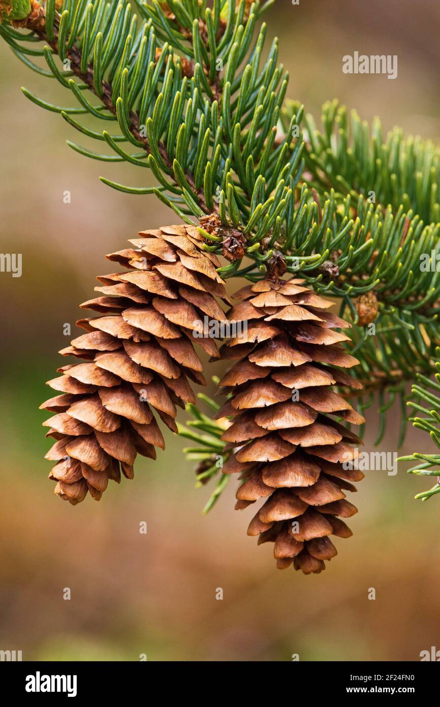 The open cones of white spruce after releasing its seeds. Stock Photo