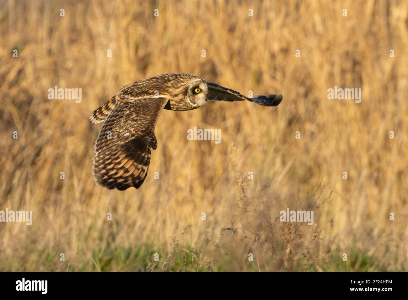 Short-eared owl in flight Stock Photo - Alamy