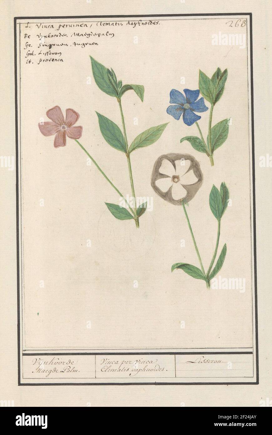Maagdenpalm (Vinca); Vijnkoorde Maegde Palm. / Vinca per vinca Clematis daphnoides. / Lisseron.Periwinkle, in three colors. Numbered at the top right: 263. At the top right of the name in five languages. Part of the third album with drawings of flowers and plants. Tenth of twelve albums with drawings of animals, birds and plants known around 1600, made by Emperor Rudolf II. With explanation in Dutch, Latin and French. Stock Photo
