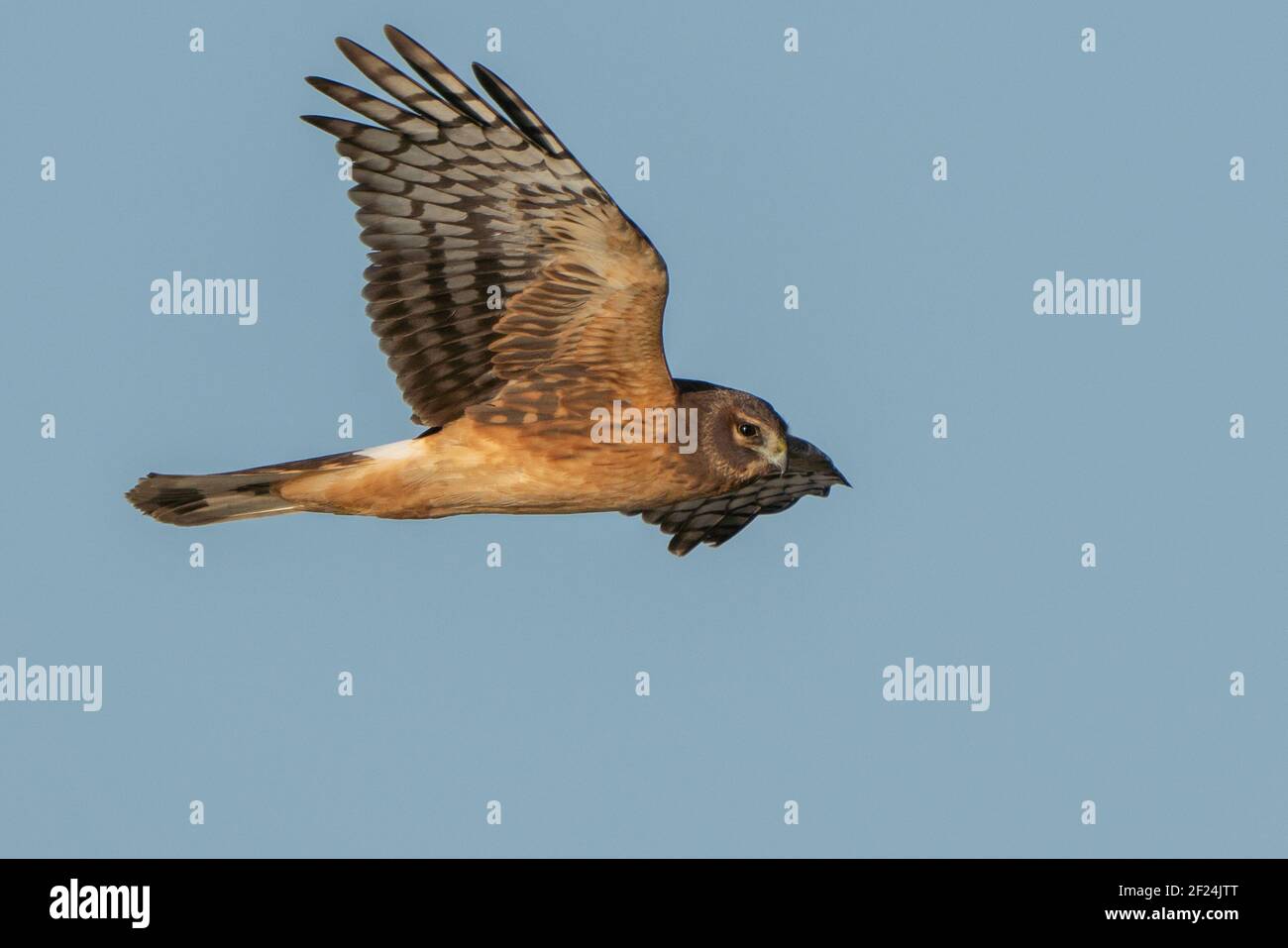 Northern Harrier flying Stock Photo