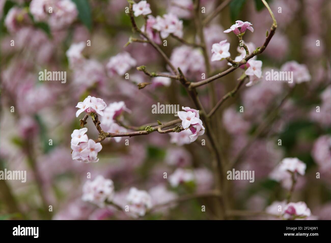 Soft focus view of pink spring blooms of a Nepalese paper plant / Daphne bholua Stock Photo