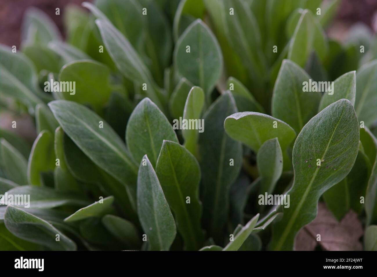 Close-up of Centaurea montana / Perennial cornflower and silver-green leaves ( praecox) Stock Photo