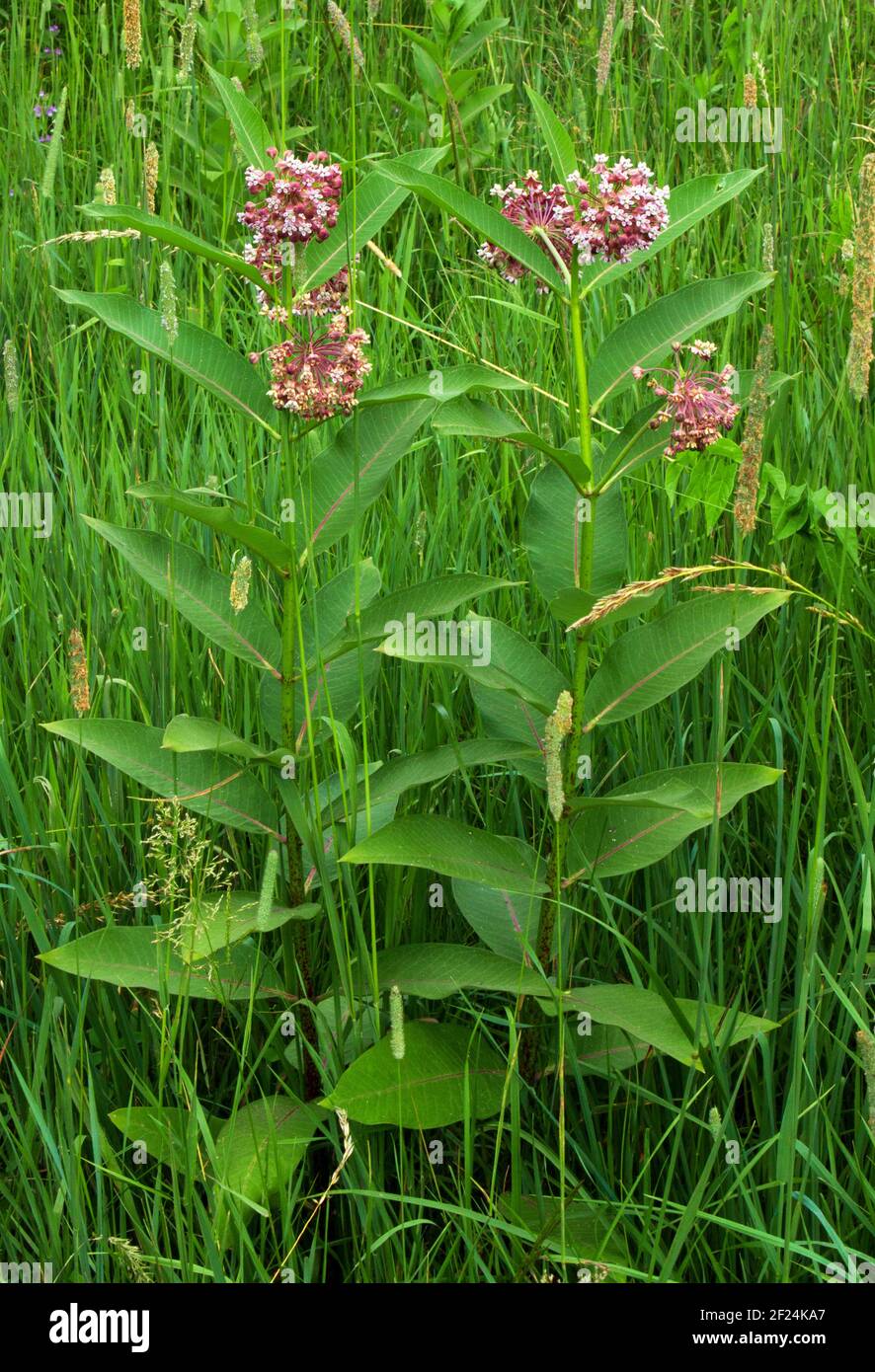 Common Milkweed is fould in meadows, roadsides, and old field.  It is a very important for Monarch butterflies. Stock Photo